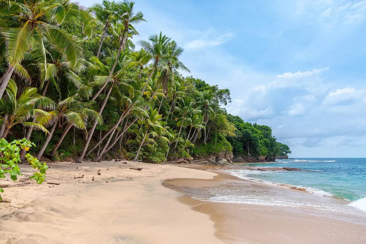 Playa de arena dorada con palmeras en Panamá