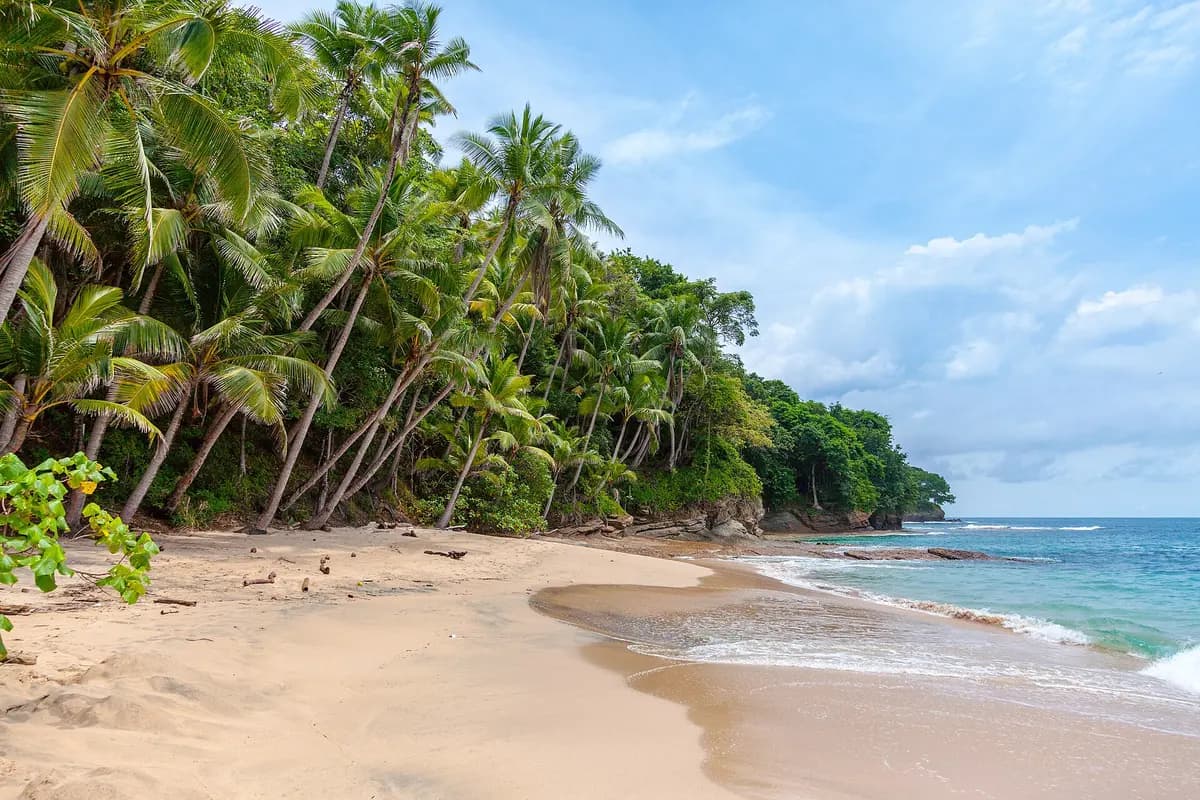 Playa de arena dorada con palmeras en Panamá