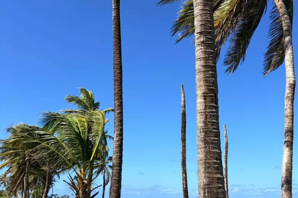 Palmeras frente al mar azul de San Andrés